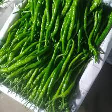 玉米如何帮助欧洲摆脱中世纪的小冰期饥荒